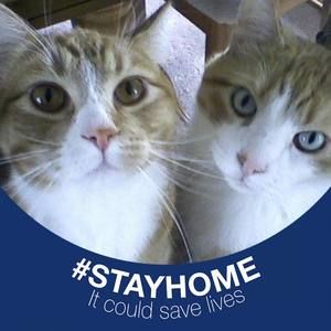 Meet your Posher, Rose